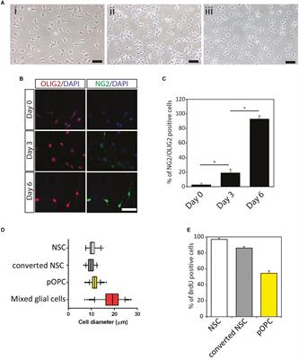 Generation of Multipotential NG2 Progenitors From Mouse Embryonic Stem Cell-Derived Neural Stem Cells